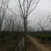 4公分栾树-米径:4厘米 高度:300厘米