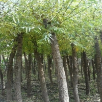 旱柳，柳树-高度:500厘米