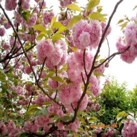 福建山樱花，精品樱花-米径:3厘米