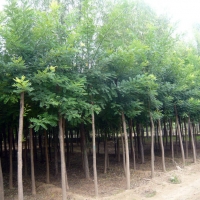 长期供应国槐苗木各种规格