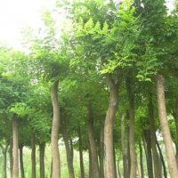 长期供应白腊树各种规格都有