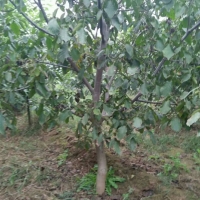 核桃树，占地核桃树，绿化核桃树