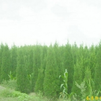 供应蜀桧等多种绿化苗木
