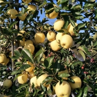 苹果苗价格、矮化苹果苗基地、维纳斯黄金苹果苗产地批发