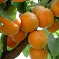 杏树、杏树苗、金奥林杏树苗产地批发