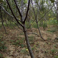 苹果苗苹果树1-3公分苹果树 品种苹果树