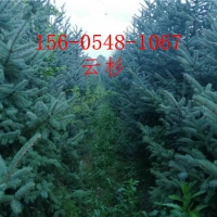 出售青芊云杉1米1.2米云杉-2米、2.5米云杉