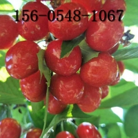 美早矮化吉塞拉樱桃苗4-6-8公分 樱桃苗